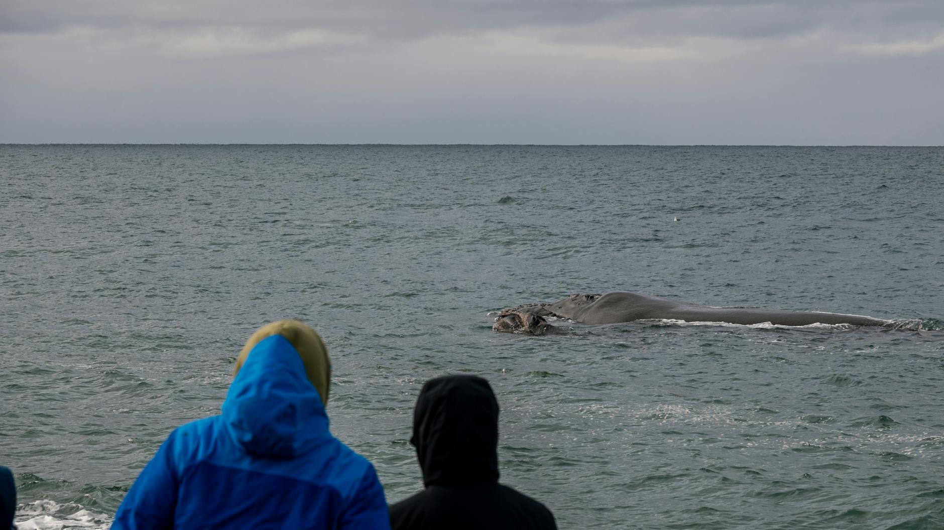 The Whale is a new wildlife viewing platform, opening in Norway this 2027